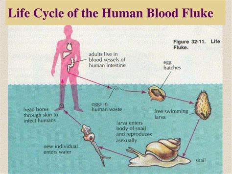  ブラッドフルーケは、寄生虫の王様？  その奇妙な生活史と人間への影響を解説！