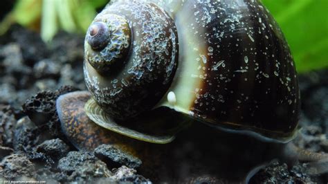  ヒイラギカタツムリ、海の宝石と呼ぶにふさわしい神秘的な貝殻を持つ巻き貝は？