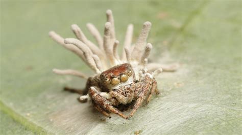  マライマテモドキ！体内で増殖し、宿主の命運を握る恐ろしい寄生虫