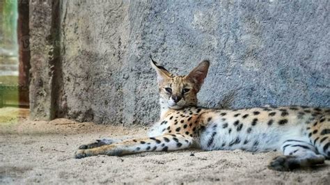  サーバル！この優雅な猫型肉食動物は、その驚くべきジャンプ力で獲物を狩る、そして夜行性の生活様式を持つ知的なハンターです