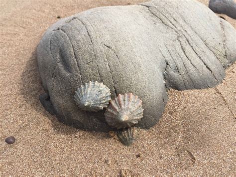  シジミ！海の砂浜で静かに暮らす、二枚貝の知られざる世界