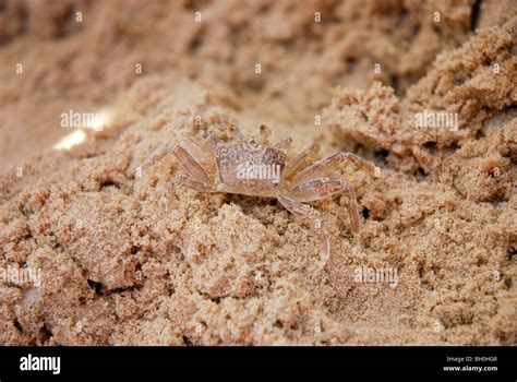  ワタムシは夜行性で奇妙な行動をとるのか？海底の砂に潜む謎多き甲殻類